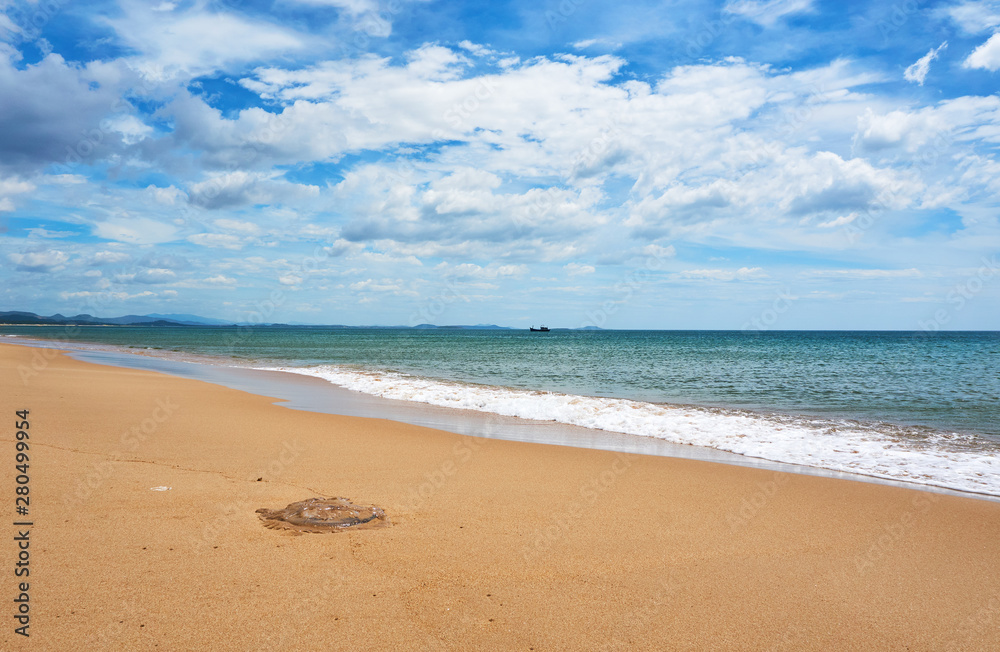 Huge dead jellyfish at the Beach in Tuy hoa Phu yen