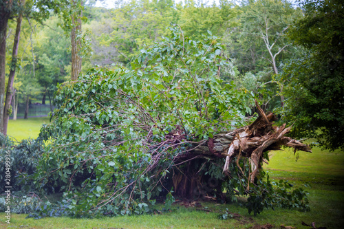 Broken tree branches and trees after a hurricane