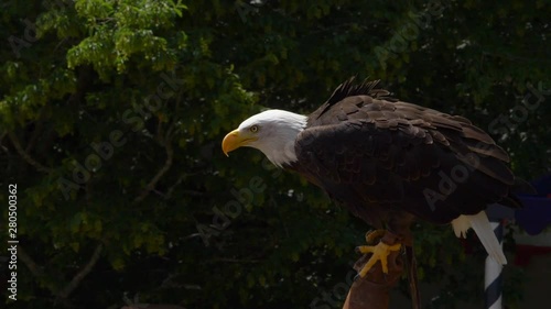 Slow motion Bald Eagle taking off from birds handler arm, green leaves in background