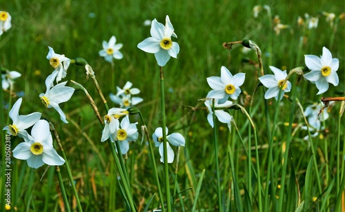 field with wild daffodils photo