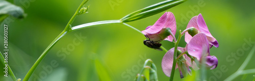 Sharp Fly on Pink Wild Pea Flower 