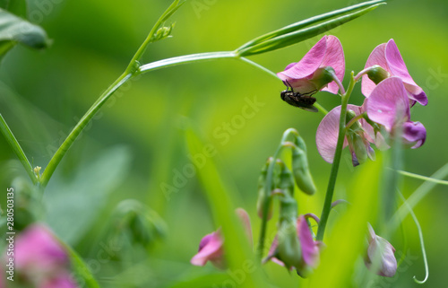 Fly and Pink Wild Pea Flower