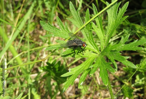 Fly insect on green plant in the garden, closeup