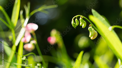 Green Pods
