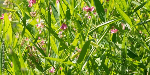 Green and Pink Wild Pea Garden