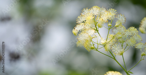 white flower and soft bokeh