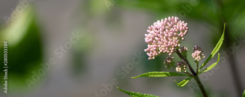 pink flower