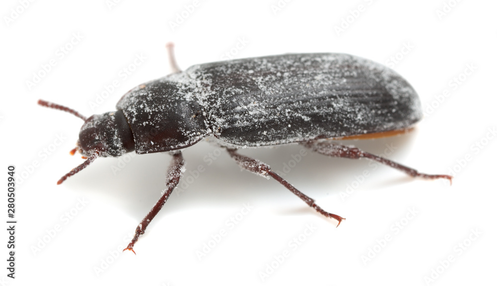 Mealworm beetle, Tenebrio molitor covered in wheat flour isolated on
