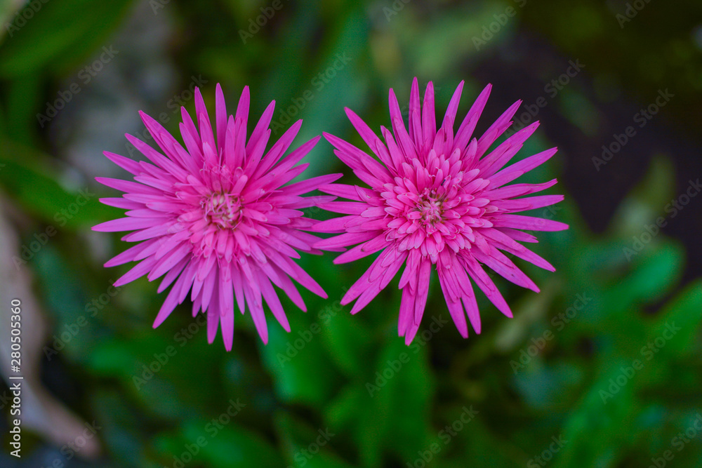 Hairbrush Flower Hairbrush Flower