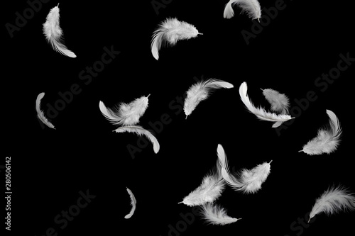 abstract solf white feathers floating in the dark
