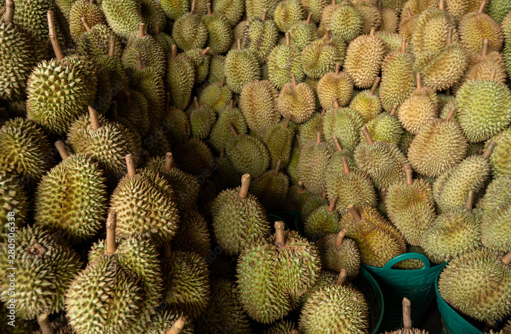 Seasonal durian is being sold to traders for export to China. Seasonal durian is being sold to traders for export to China.