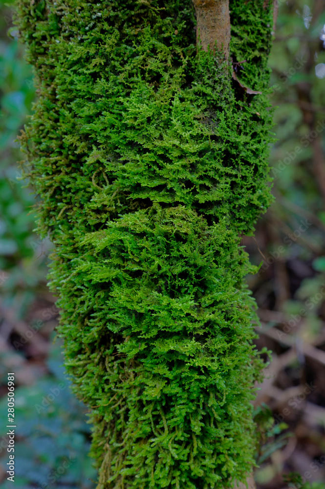 Obraz premium Moss growing on tree