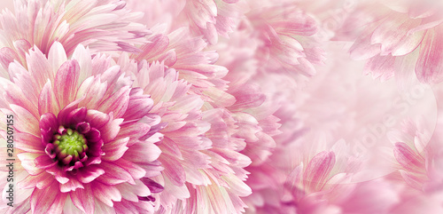 Floral white-purple beautiful background. Flowers and petals of a white-red dahlia. Close-up. Flower composition. Greeting card for the holiday. Nature.