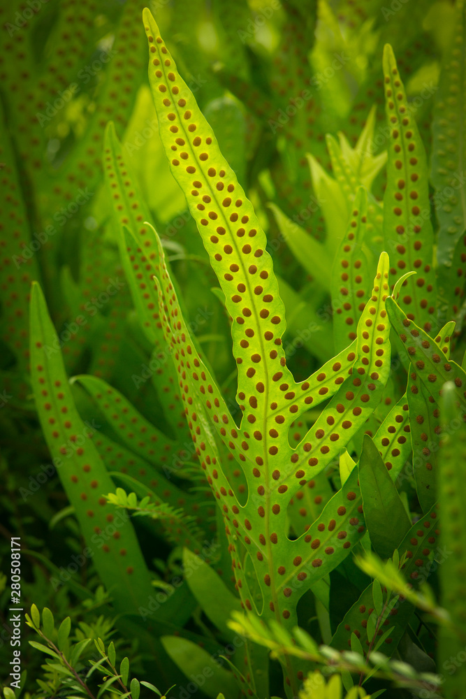 Beautiful ferns leaves Green nature fern background Fern leaves full frame Green fern leaves and sunlight