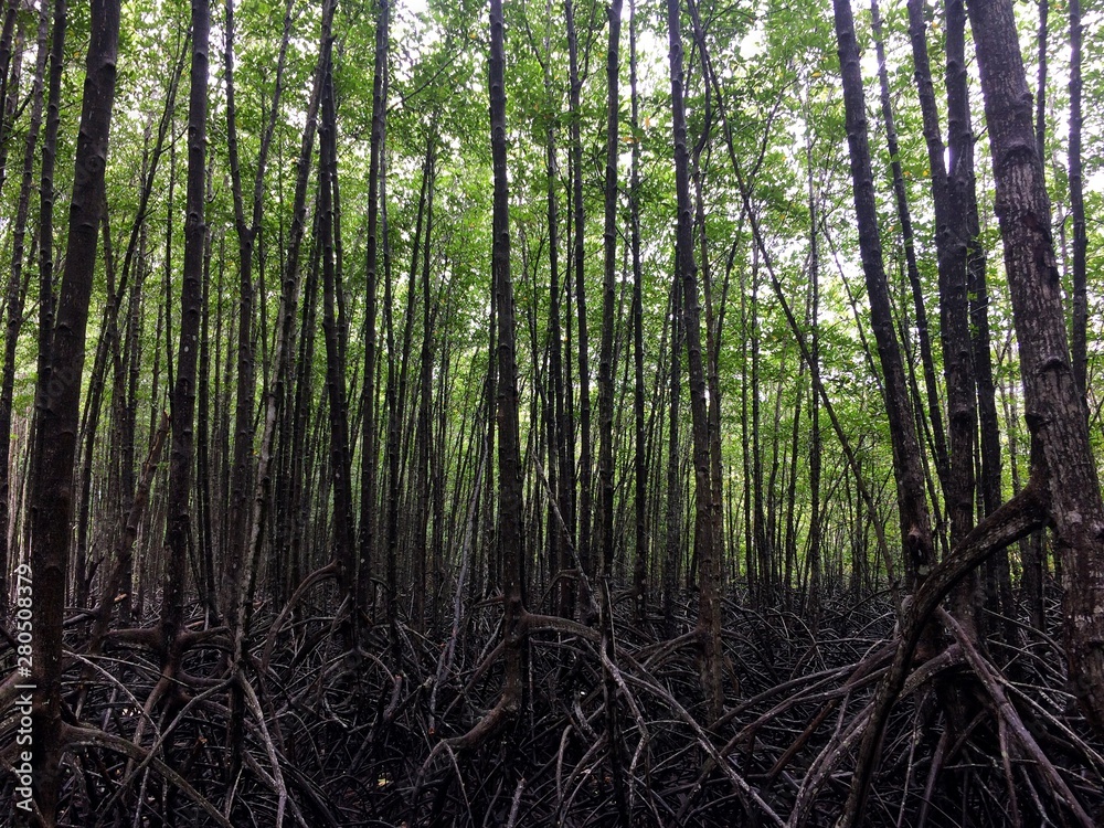 Naklejka premium Mangrove forest on the nature