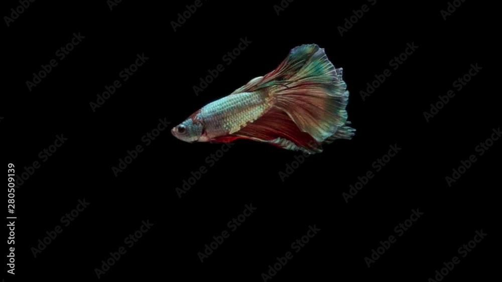 Super slow motion of Siamese fighting fish (Betta splendens), well known name is Plakat Thai Super slow motion of Siamese fighting fish (Betta splendens), well known name is Plakat Thai
