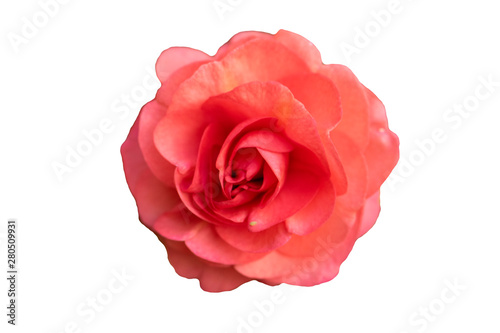 red rose isolated on white background. Top view.