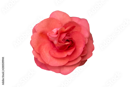 red rose isolated on white background. Top view.