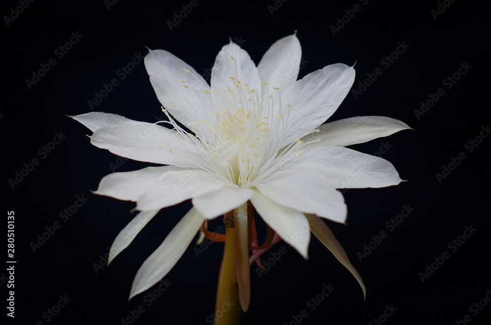 Fototapeta premium Kusuma Wijaya Flower