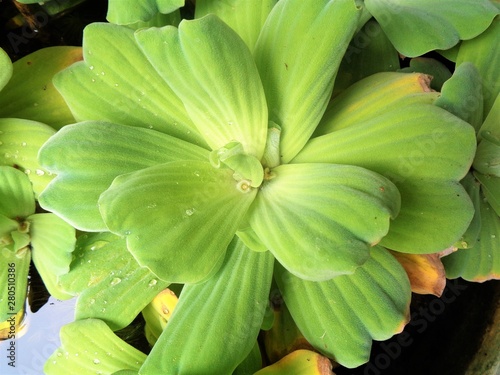  Pistia flower on water duckweed plant © venis
