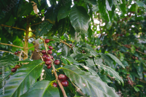 Group of ripe and raw coffee berrie