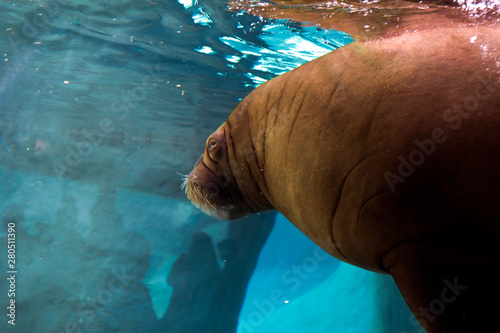Fototapeta Naklejka Na Ścianę i Meble -  The walrus in zoo's aquarium