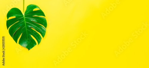 Isolate Dark green Monstera large leaves, philodendron tropical foliage plant growing in wild on yellow background concept for flat lay summer greenery leaf texture rainforest floral