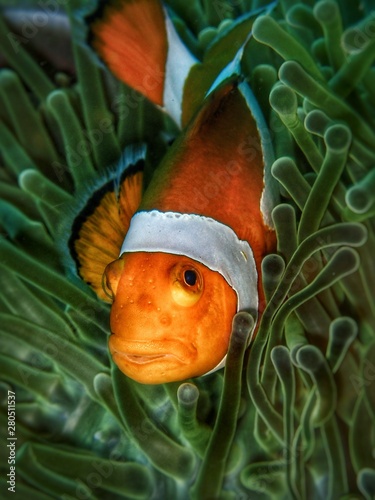 Closeup and macro shot of the Western Clownfish or Anemonefish during a  leisure dive in Tunku Abdul Rahman Park, Kota Kinabalu, Sabah. Malaysia, Borneo. photo