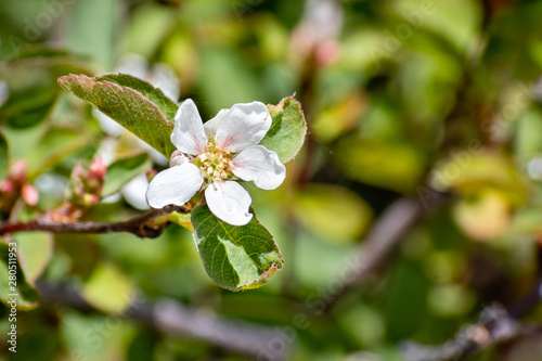 Pale leaved serviceberry (Amelanchier utahensis) wildflowers blooming in Yosemite National Park in summer, Sierra Nevada mountains, California photo