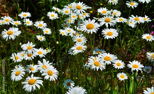 daisies in a field