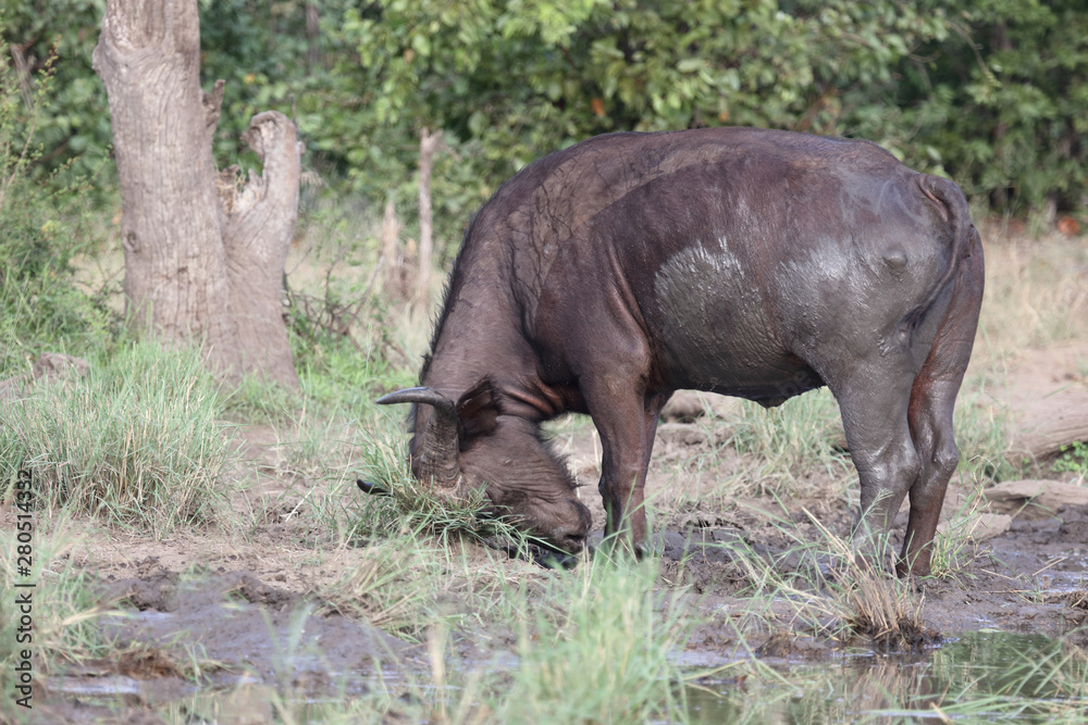 Kaffernbüffel / Buffalo / Syncerus caffer Kaffernbüffel / Buffalo / Syncerus caffer
