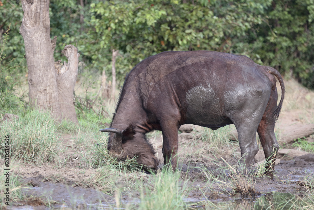 Fototapeta premium Kaffernbüffel / Buffalo / Syncerus caffer