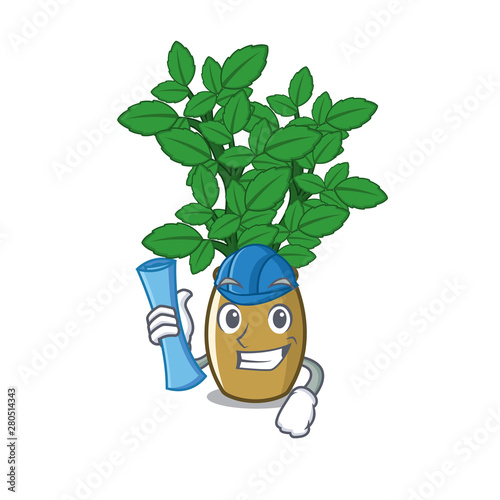 Architect lemon balm in a mascot pot