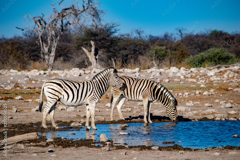 Obraz premium 2018-10 Namibia