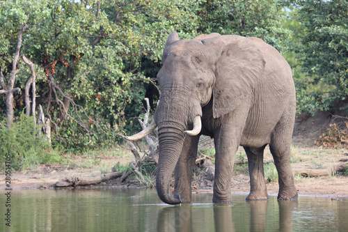 Afrikanischer Elefant   African elephant   Loxodonta africana