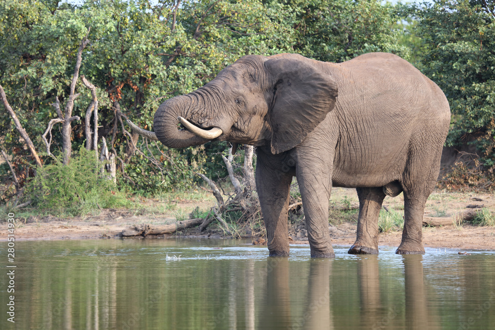 Obraz premium Afrikanischer Elefant / African elephant / Loxodonta africana