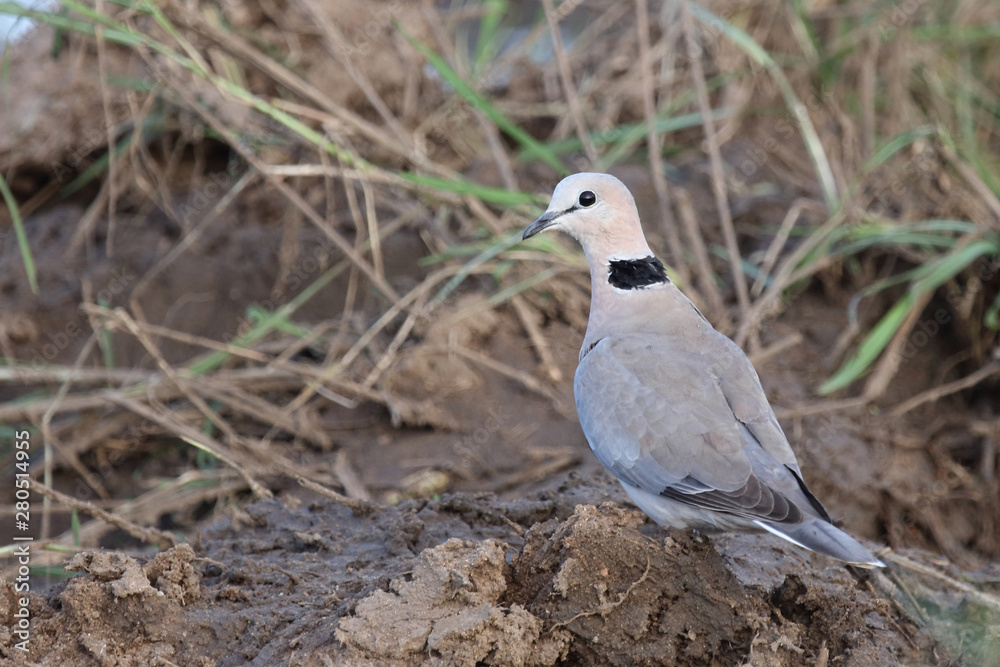 Obraz premium Kapturteltaube / Cape turtle dove / Streptopelia capicola