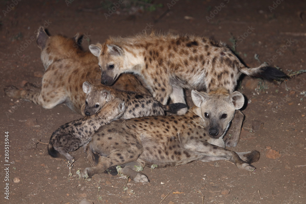 Tüpfelhyäne / Spotted Hyaena / Crocuta crocuta. Tüpfelhyäne / Spotted Hyaena / Crocuta crocuta.