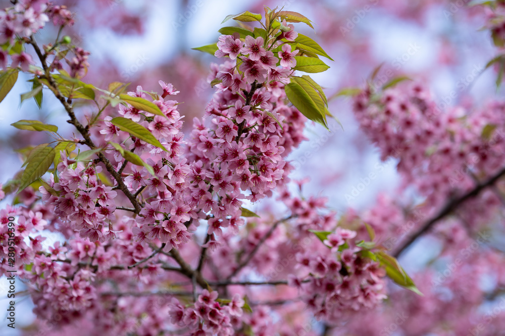 Beautiful Pink cherry blossom flowers (Thai Sakura) blooming in winter season Beautiful Pink cherry blossom flowers (Thai Sakura) blooming in winter season