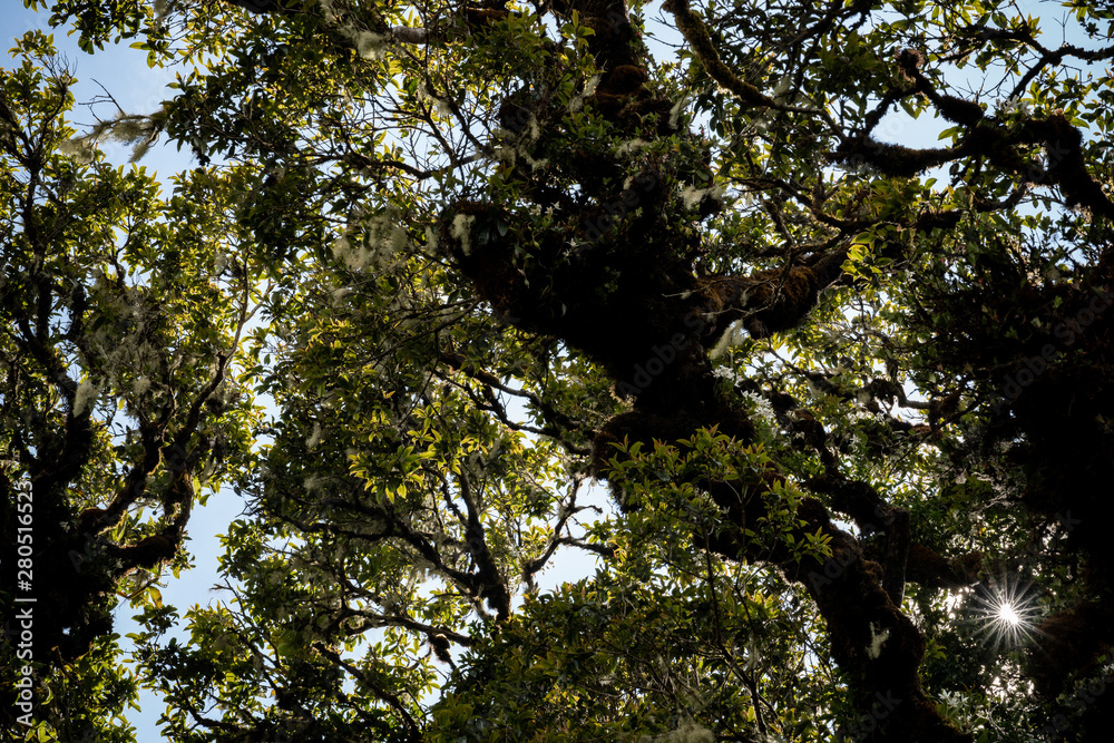 Fototapeta premium Tropical Rainforest, green jungle Landscape