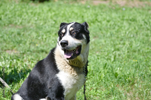 Dog breeds of alabai