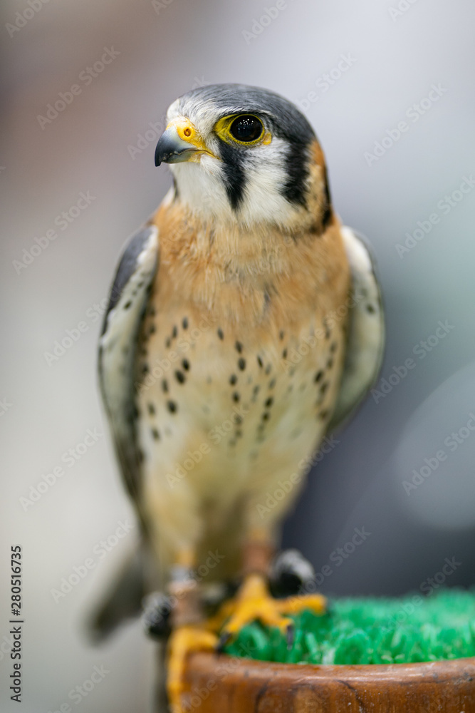 The American kestrel (Falco sparverius) is smallest falcon The American kestrel (Falco sparverius) is smallest falcon