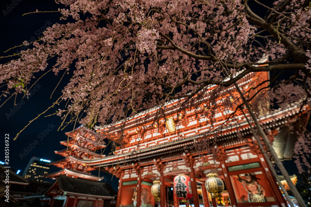 Sakura Cherry Blossoms at the Sensoji temple at night in Asakusa