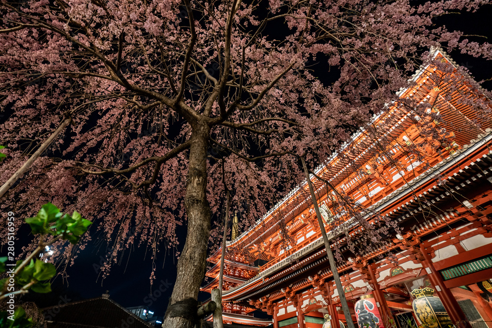 Sakura Cherry Blossoms at the Sensoji temple at night in Asakusa