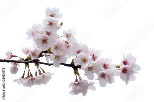 Cherry blossom, sakura branch with flowers isolated on white background