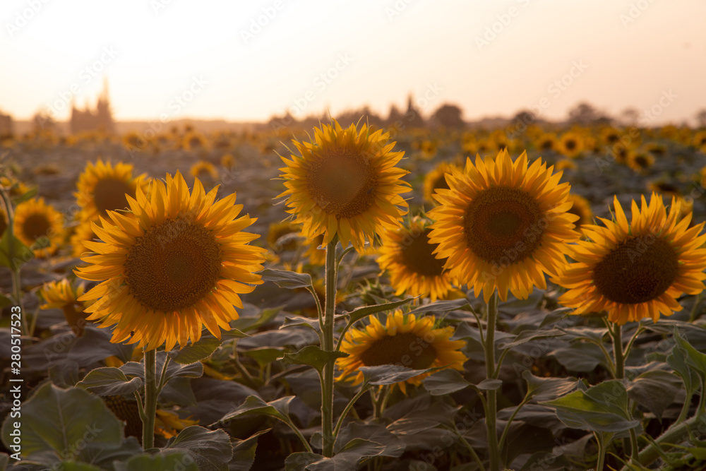 Fototapeta premium beautiful sunflowers field in Zaragoza Spain