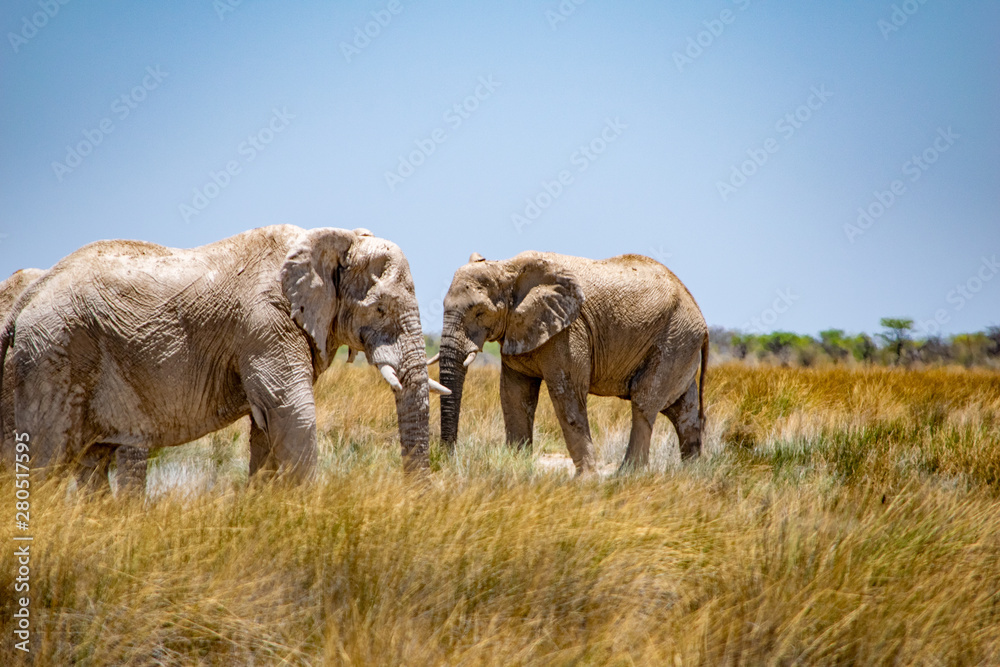 Fototapeta premium 2018-10 Namibia