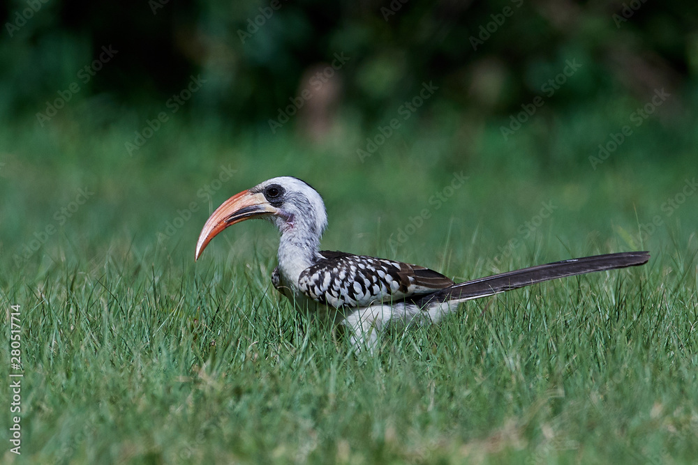 Western red-billed hornbill (Tockus kempi)