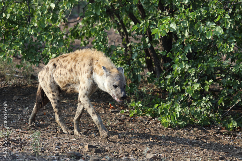 Tüpfelhyäne / Spotted hyaena / Crocuta crocuta Tüpfelhyäne / Spotted hyaena / Crocuta crocuta