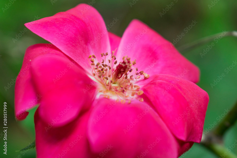 Red roses blurred green blurred background Red roses blurred green blurred background